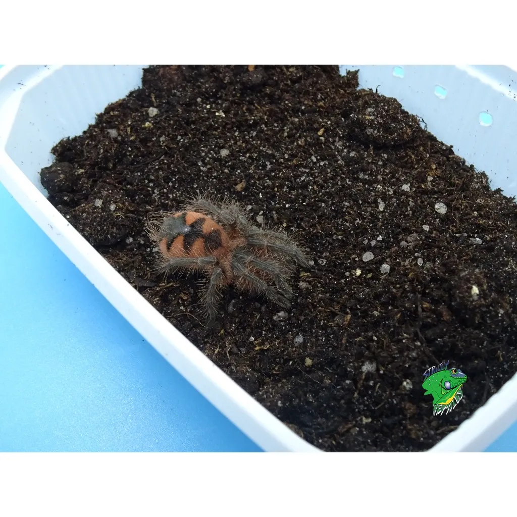 15488 purple bloom tarantula breeding