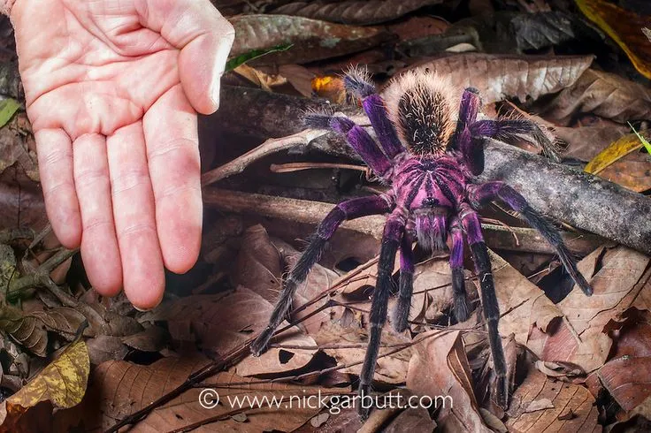 15488 purple bloom tarantula enclosure