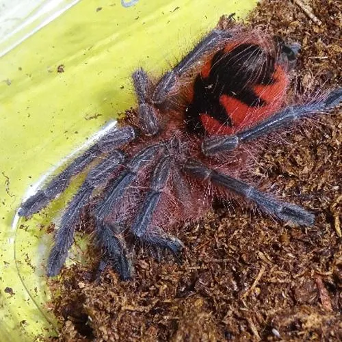 15488 purple bloom tarantula feeding