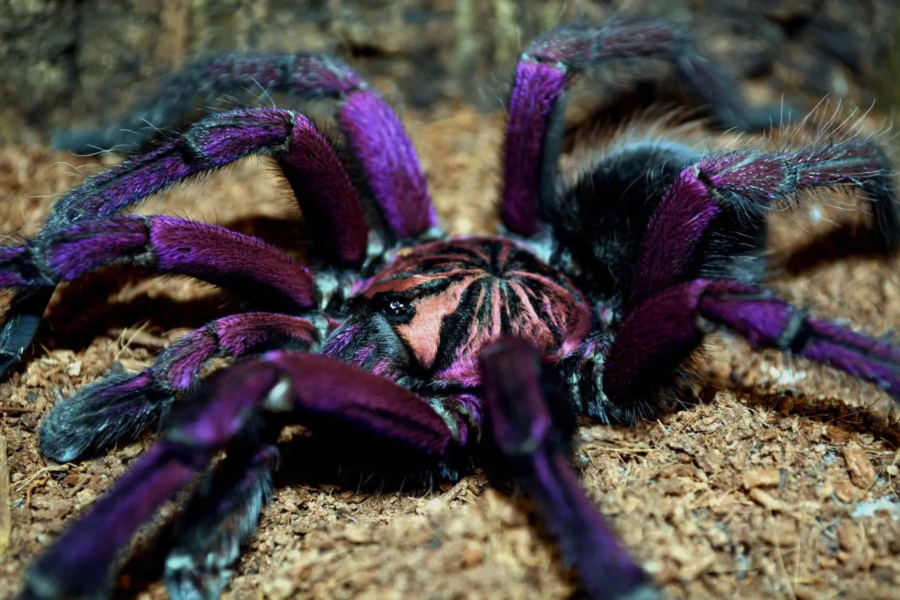 15488 purple bloom tarantula handling
