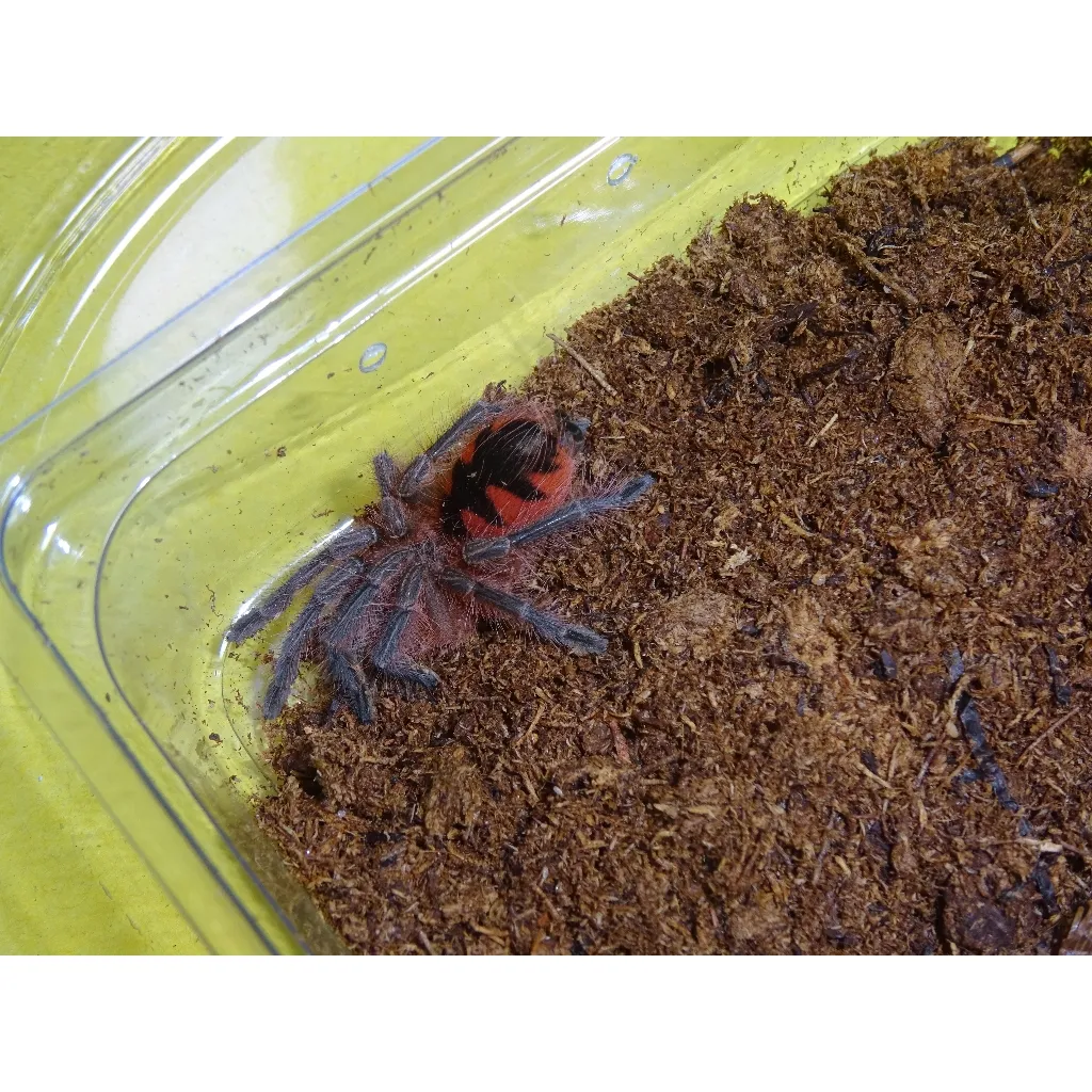 15488 purple bloom tarantula molting
