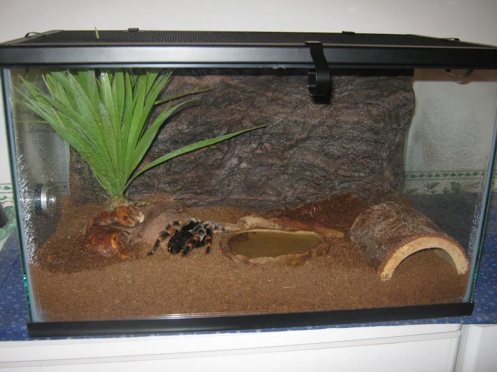 /img/15489-tarantula-cage-cleaning.webp