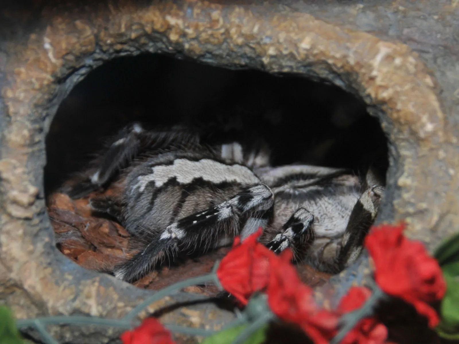 15490 ornamental tarantula colorful