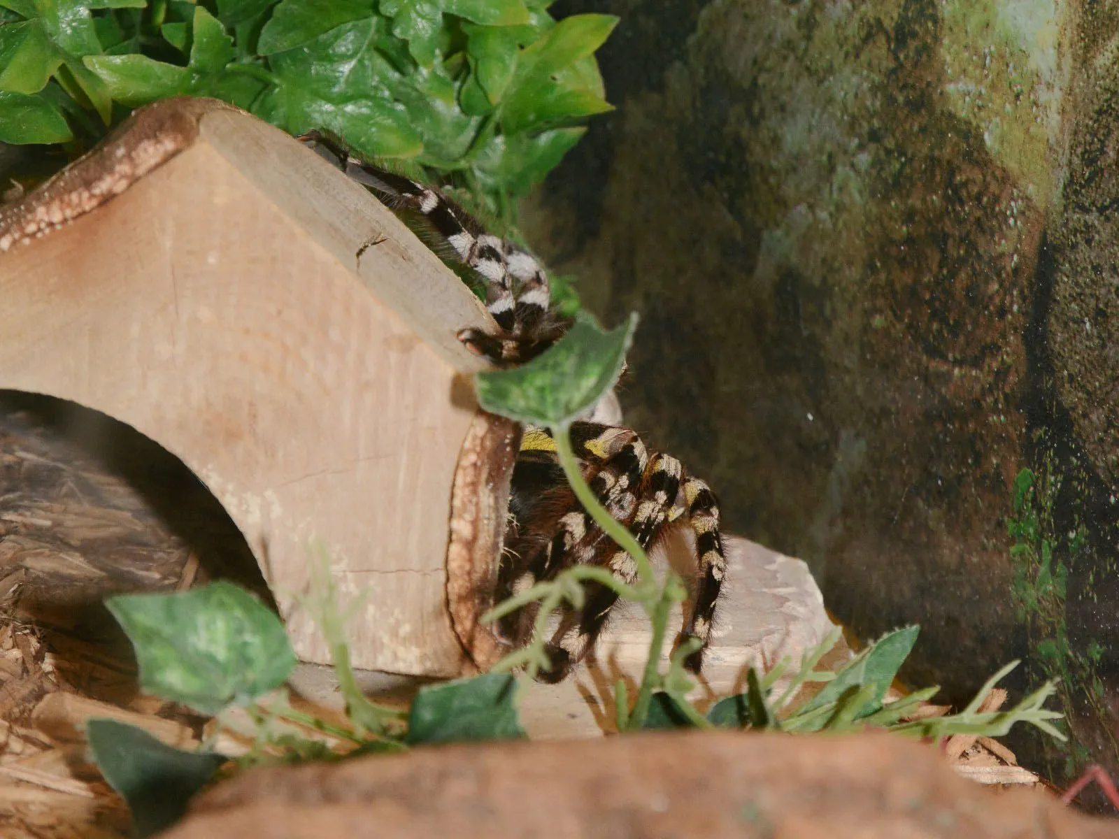 15490 ornamental tarantula feeding