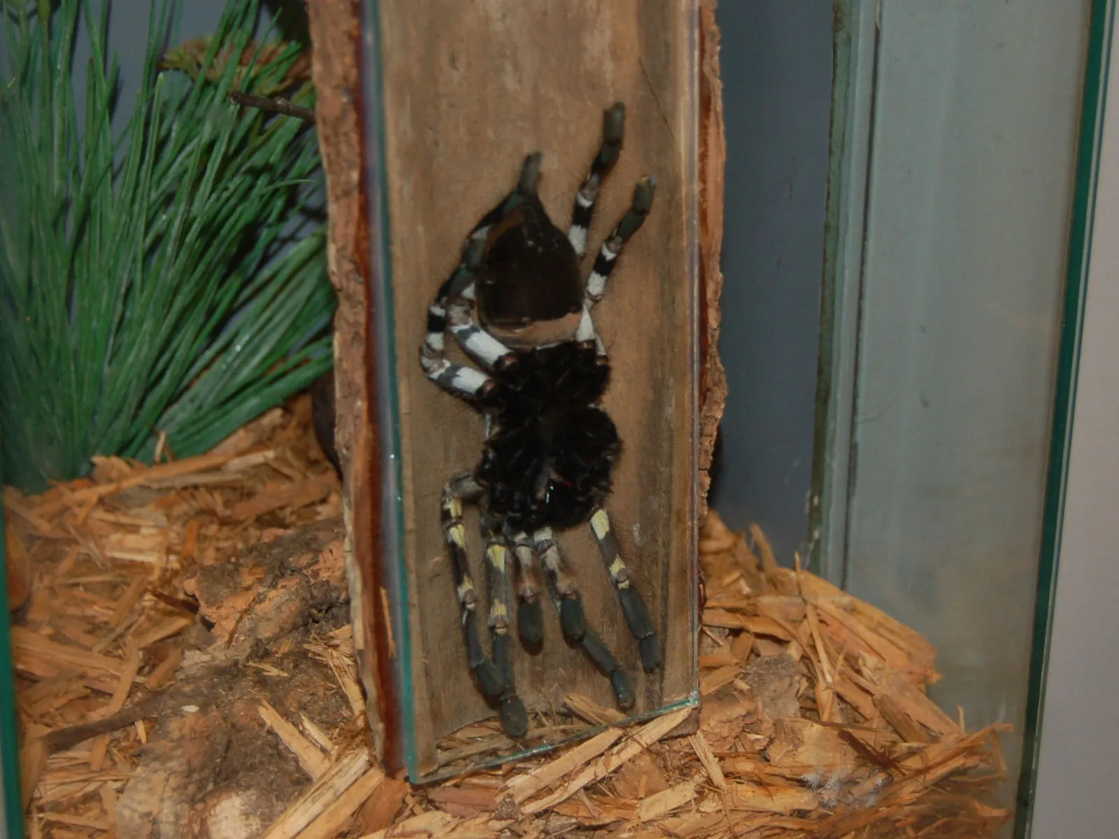 15490 ornamental tarantula habitat