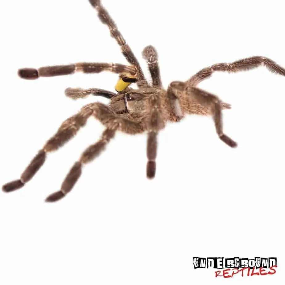 15490 ornamental tarantula handling