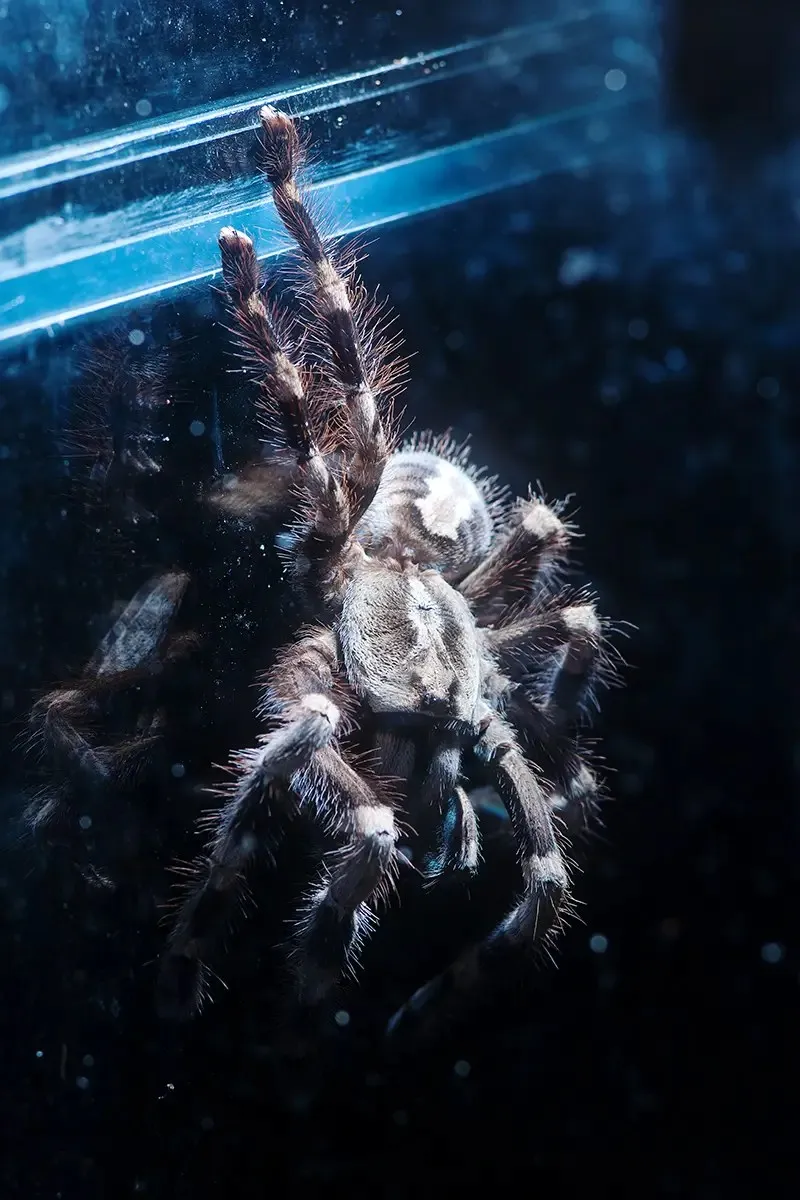15490 ornamental tarantula molting