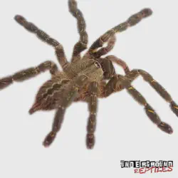 /img/15490-ornamental-tarantula-terrarium.webp