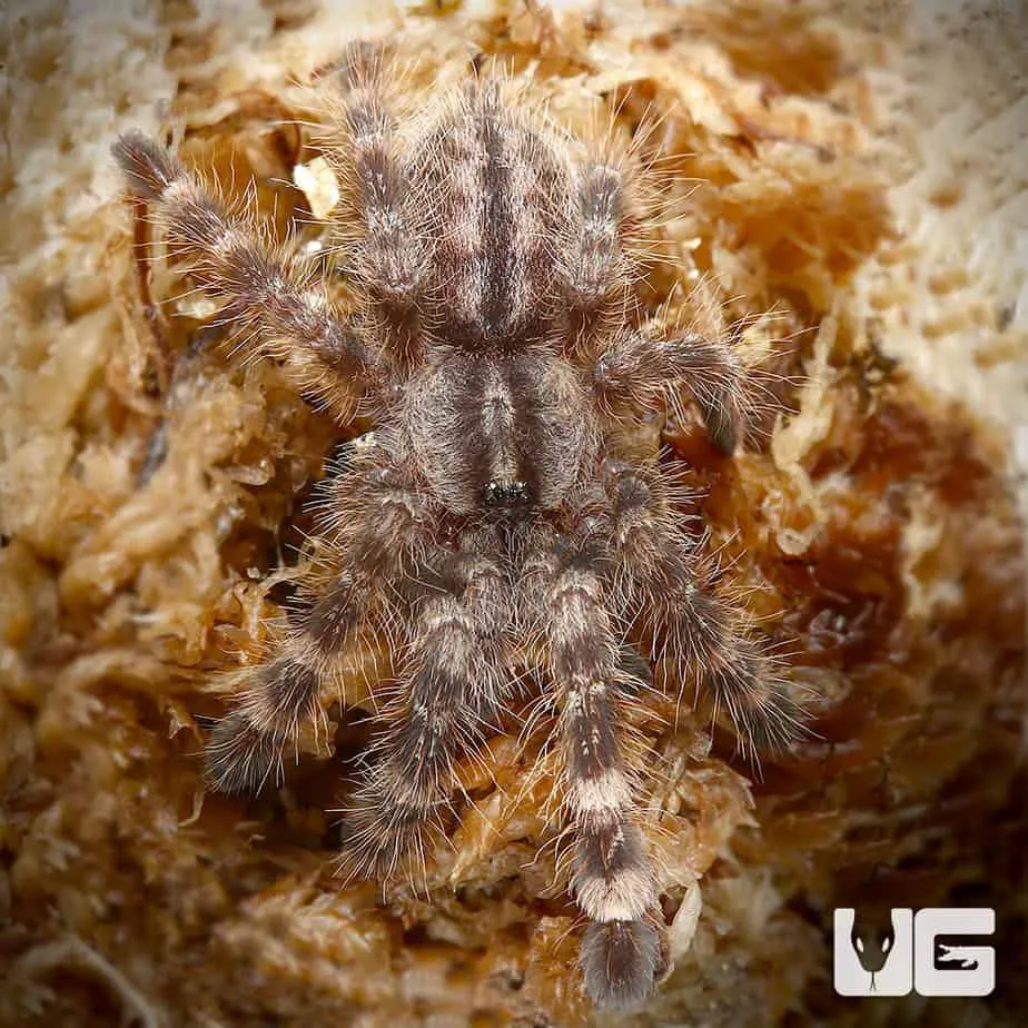 /img/15491-tarantula-breeder.webp