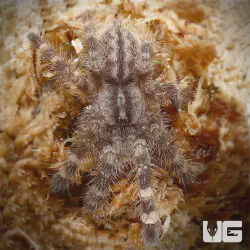 /img/15491-tarantula-breeder.webp