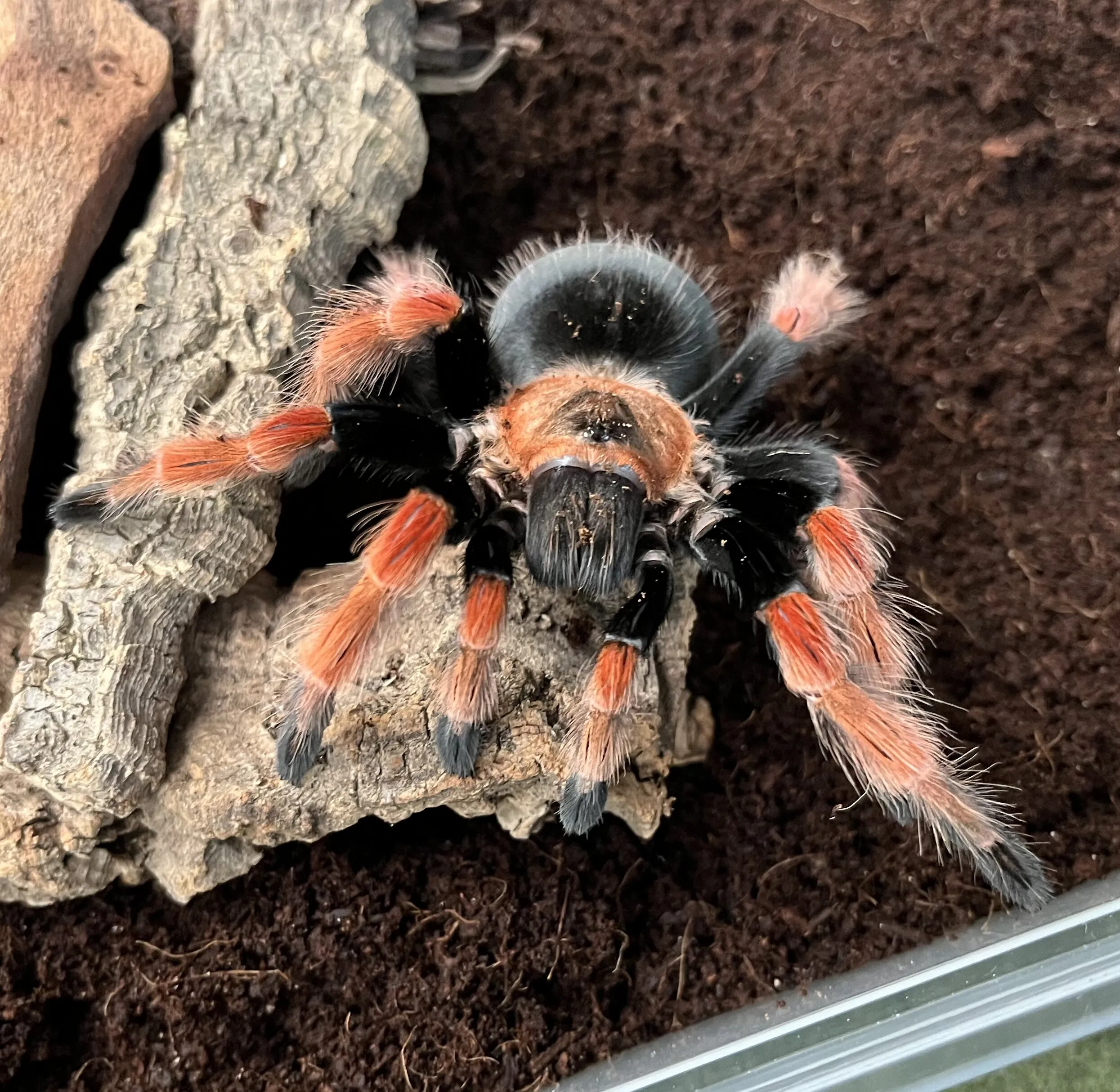 15491 tarantula feeding