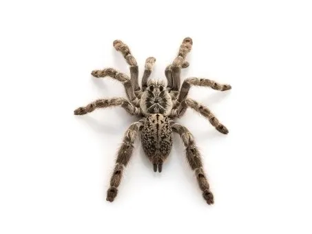 15491 tarantula handling