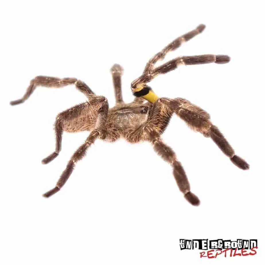 15491 tarantula health