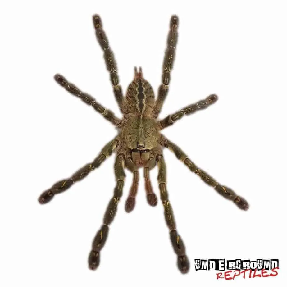 15491 tarantula water