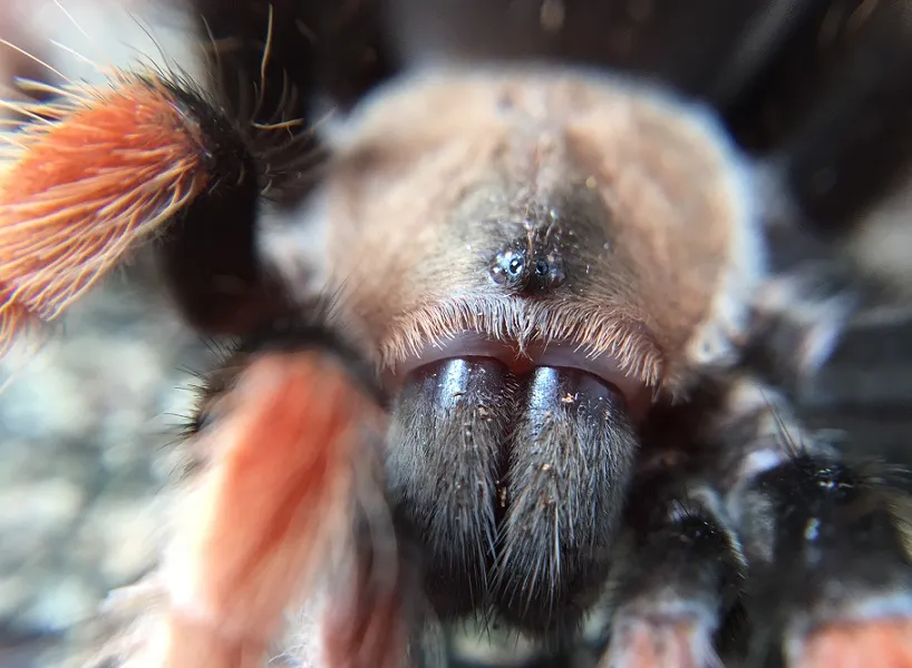 15493 tarantula bite image2