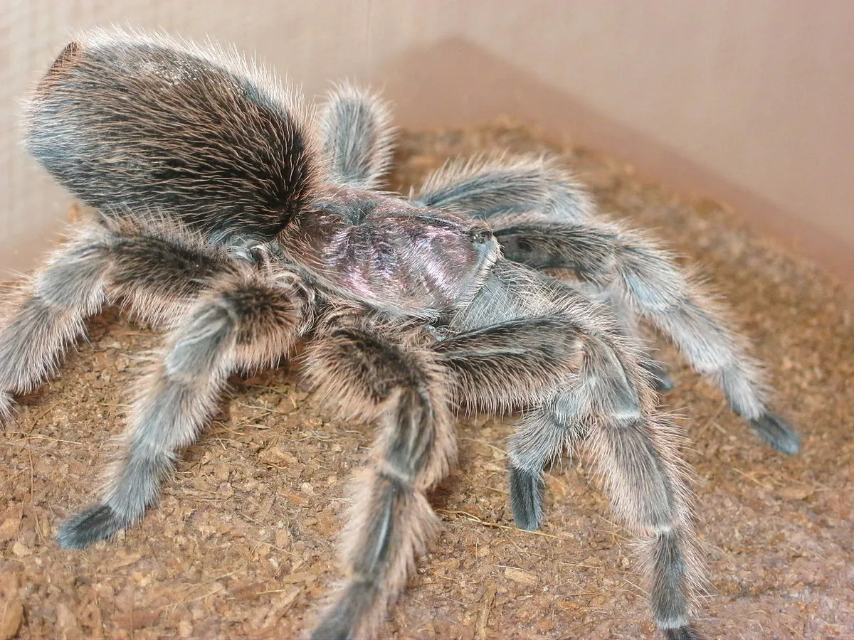 15494 measuring tarantula 5