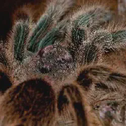 /img/15494-tarantula-care-8.webp