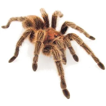 15494 tarantula comparison 7