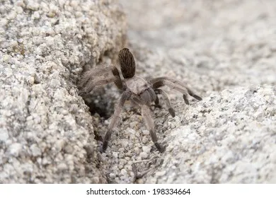 15495 mojave tarantula close up