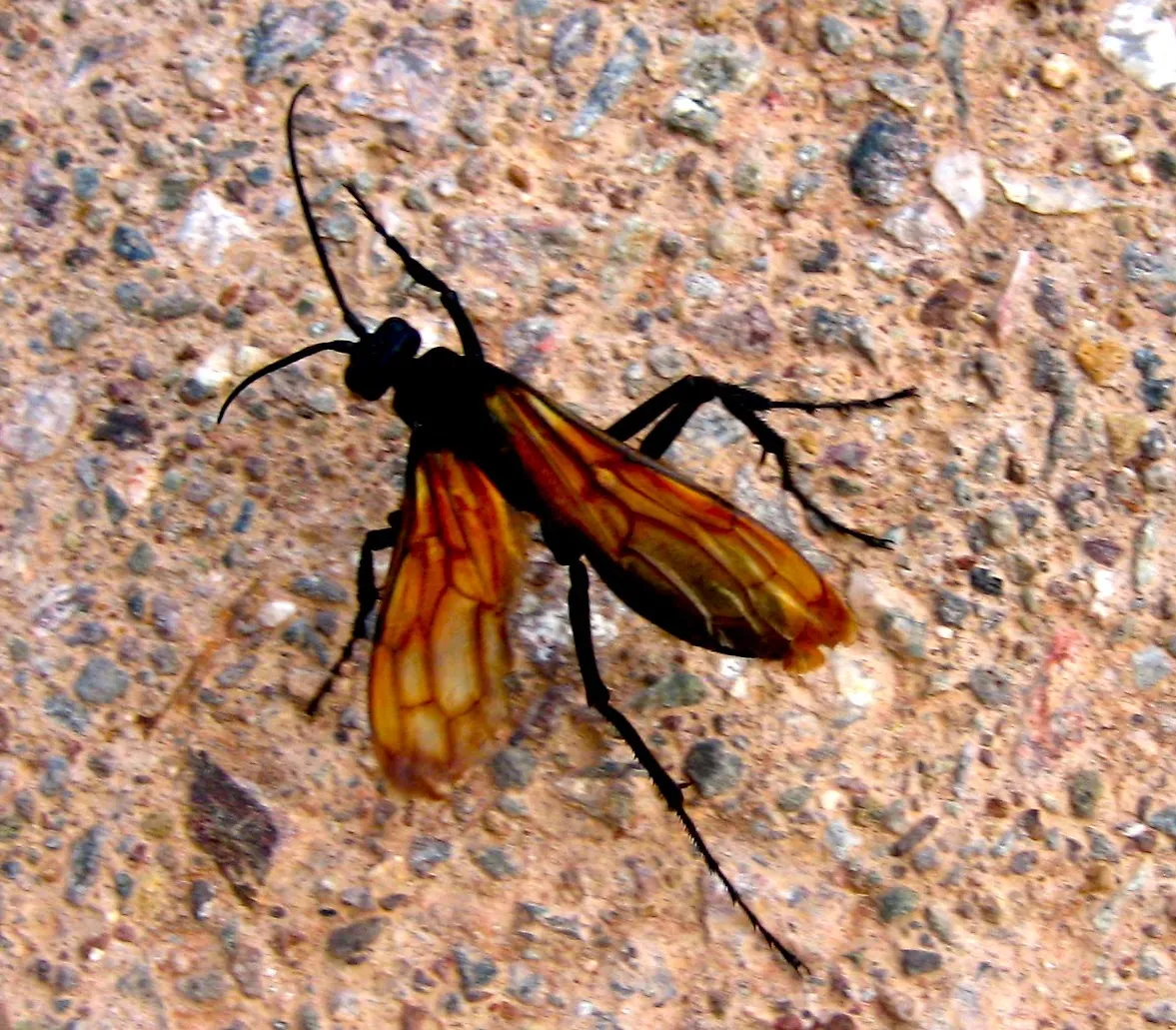 15495 mojave tarantula defensive pose