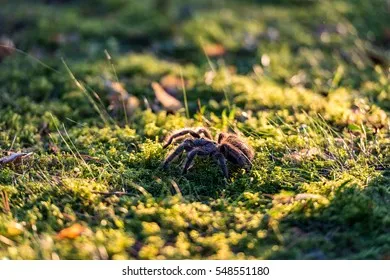 15495 mojave tarantula feeding