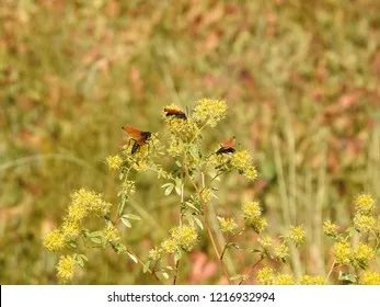 15495 mojave tarantula molting