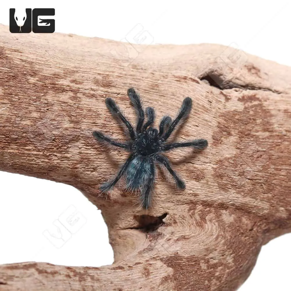 15496 antilles pinktoe tarantula adult