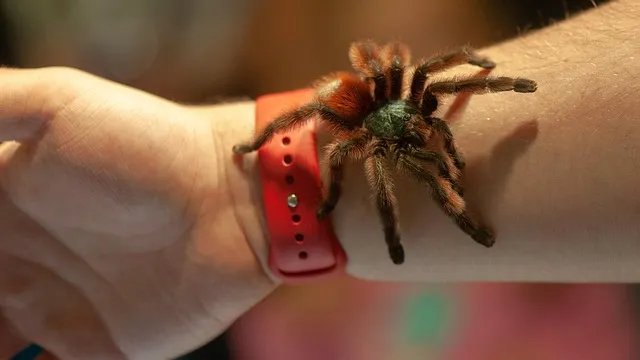 15496 antilles pinktoe tarantula decor