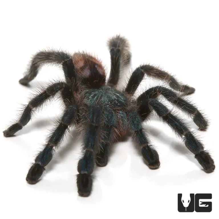 /img/15496-antilles-pinktoe-tarantula-humidity.webp