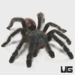 /img/15496-antilles-pinktoe-tarantula-humidity.webp