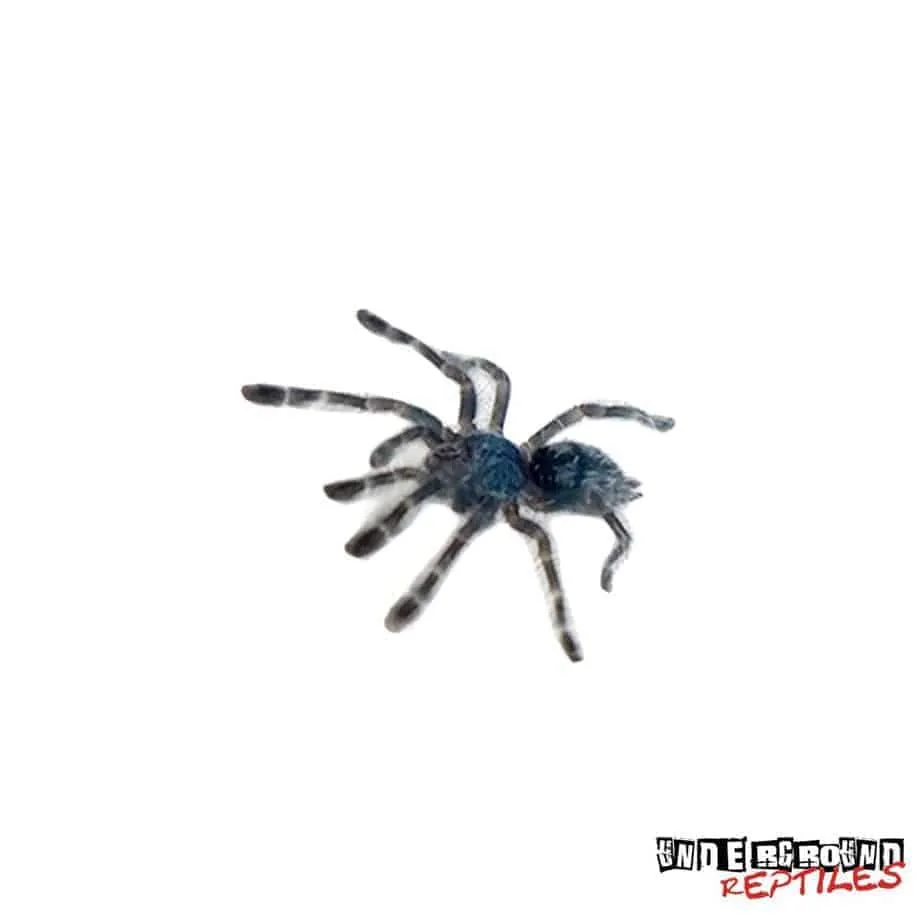 15496 antilles pinktoe tarantula juvenile