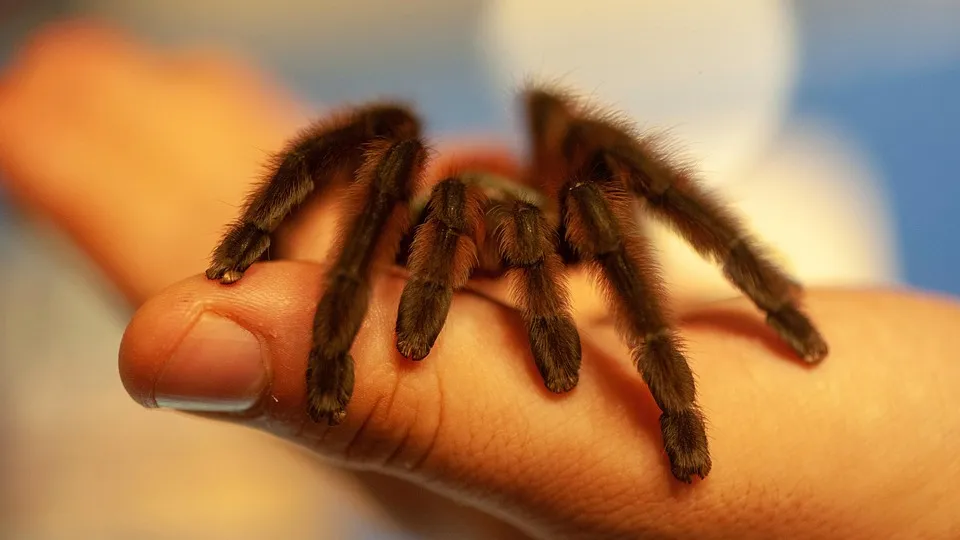 15496 antilles pinktoe tarantula substrate