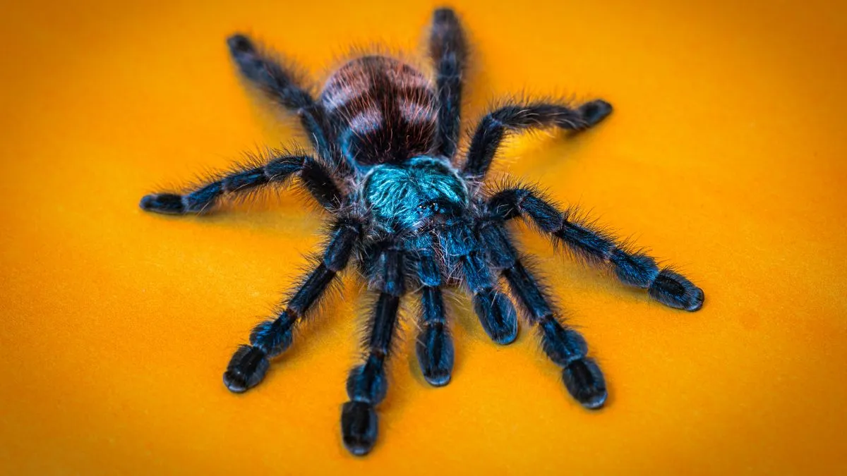 15496 antilles pinktoe tarantula ventilation
