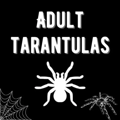 15497 brazilian black tarantula