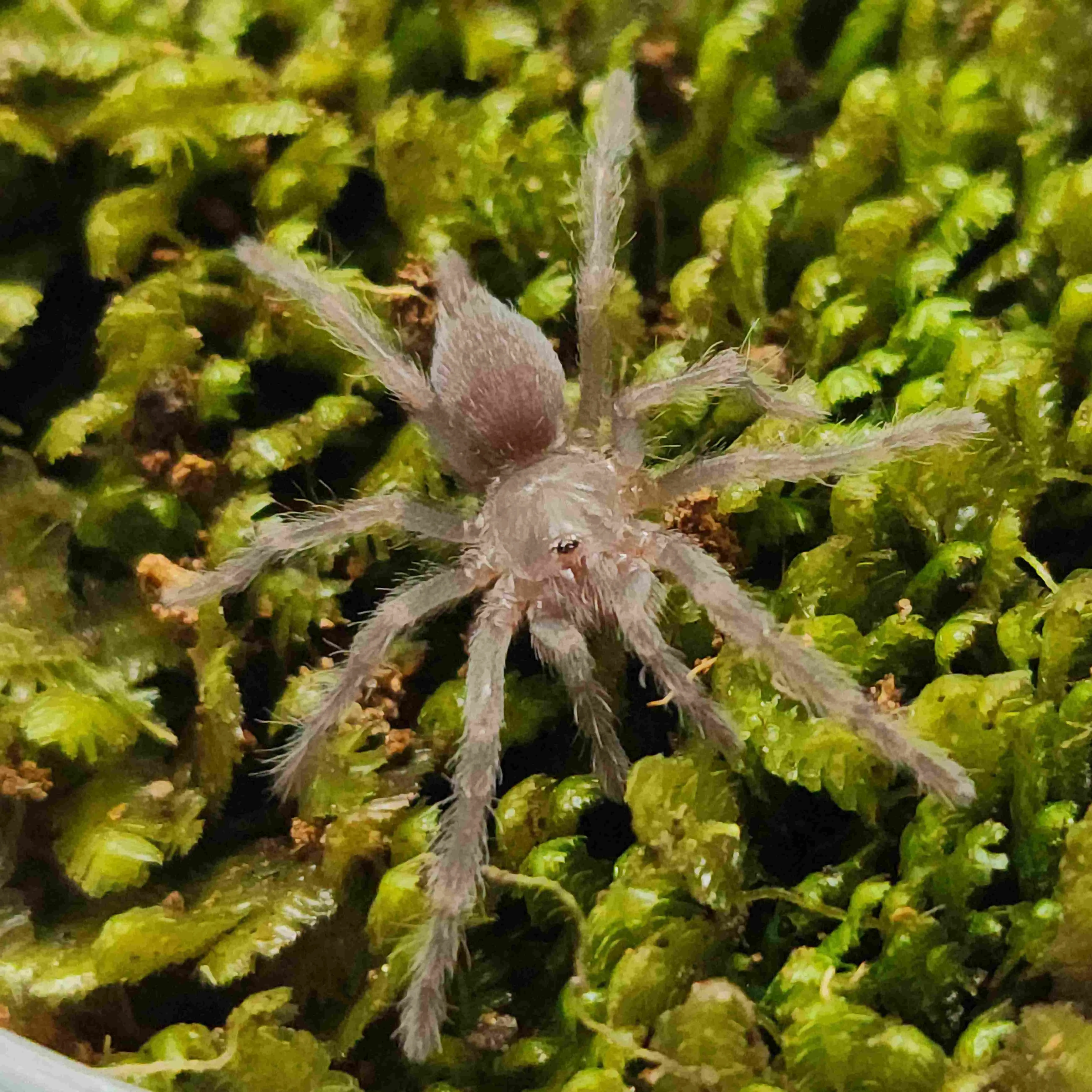 15497 pink zebra beauty tarantula