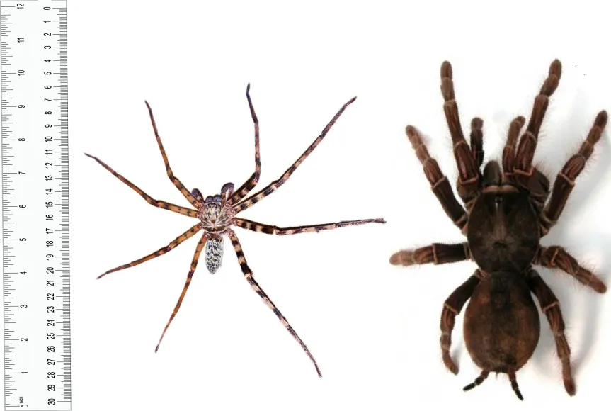 15498 huntsman spider habitat