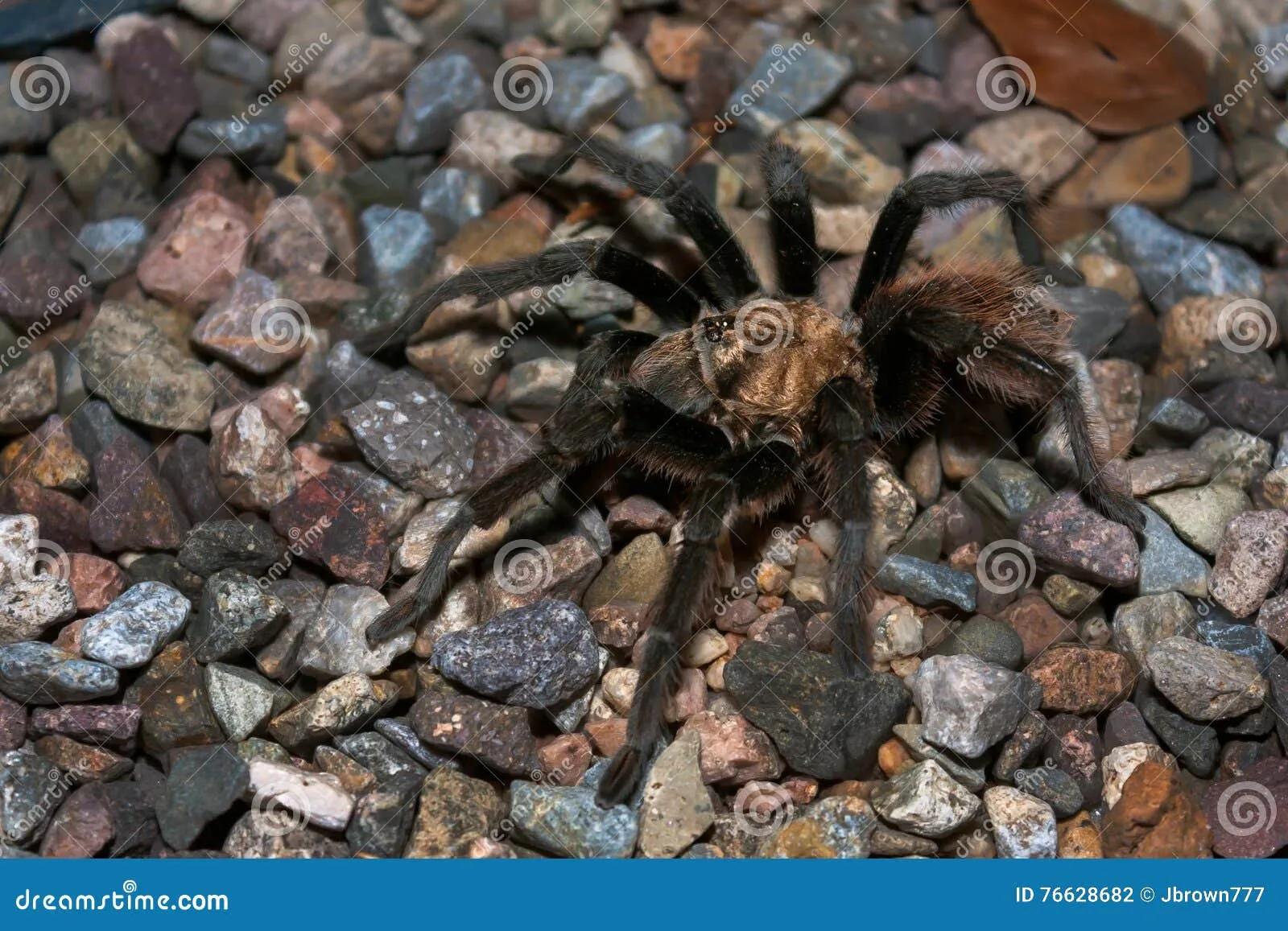 15498 huntsman spider size comparison