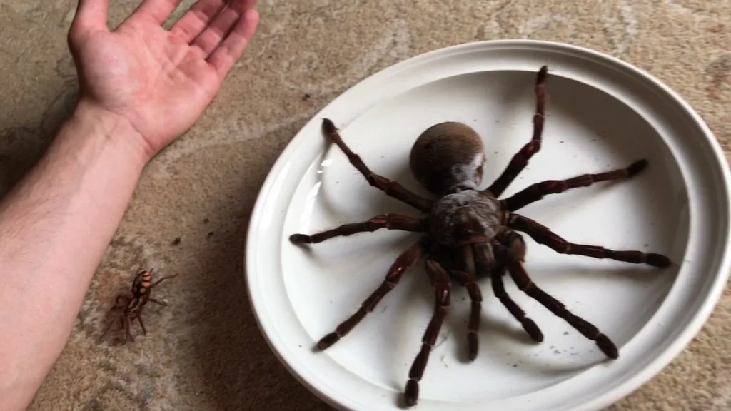 /img/15498-tarantula-eating.webp