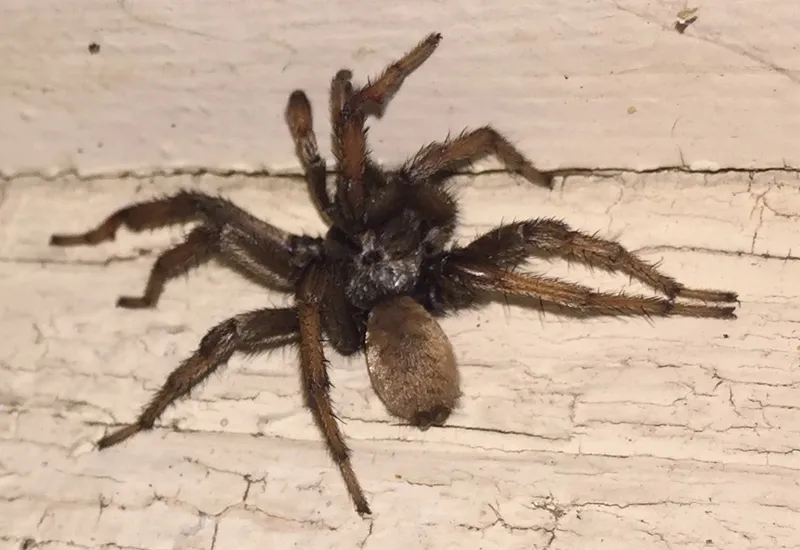 15498 tarantula habitat