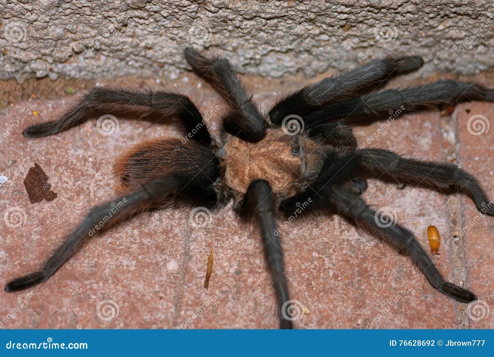 15498 tarantula size comparison