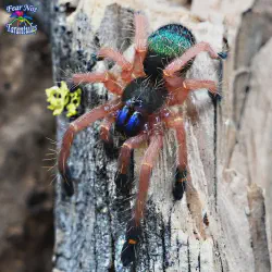 /img/15499-blue-webbing-tarantula-breeding.webp