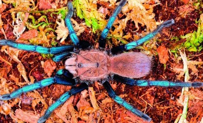 15499 blue webbing tarantula feeding