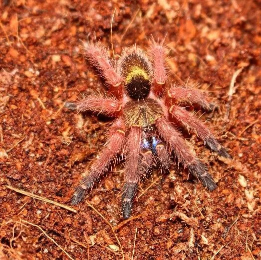 15499 blue webbing tarantula handling