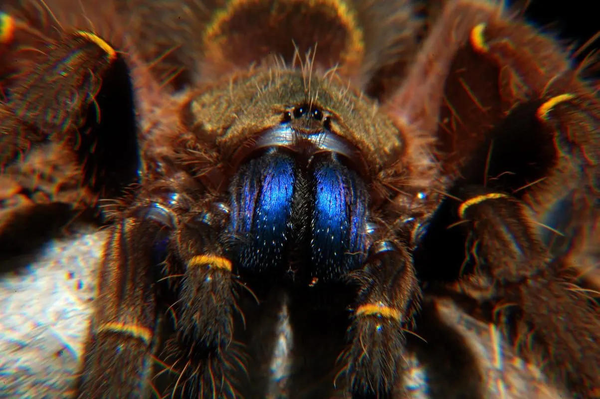 15499 blue webbing tarantula molting