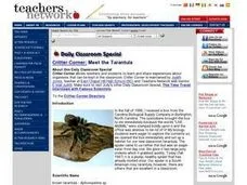 15500 tarantula life cycle