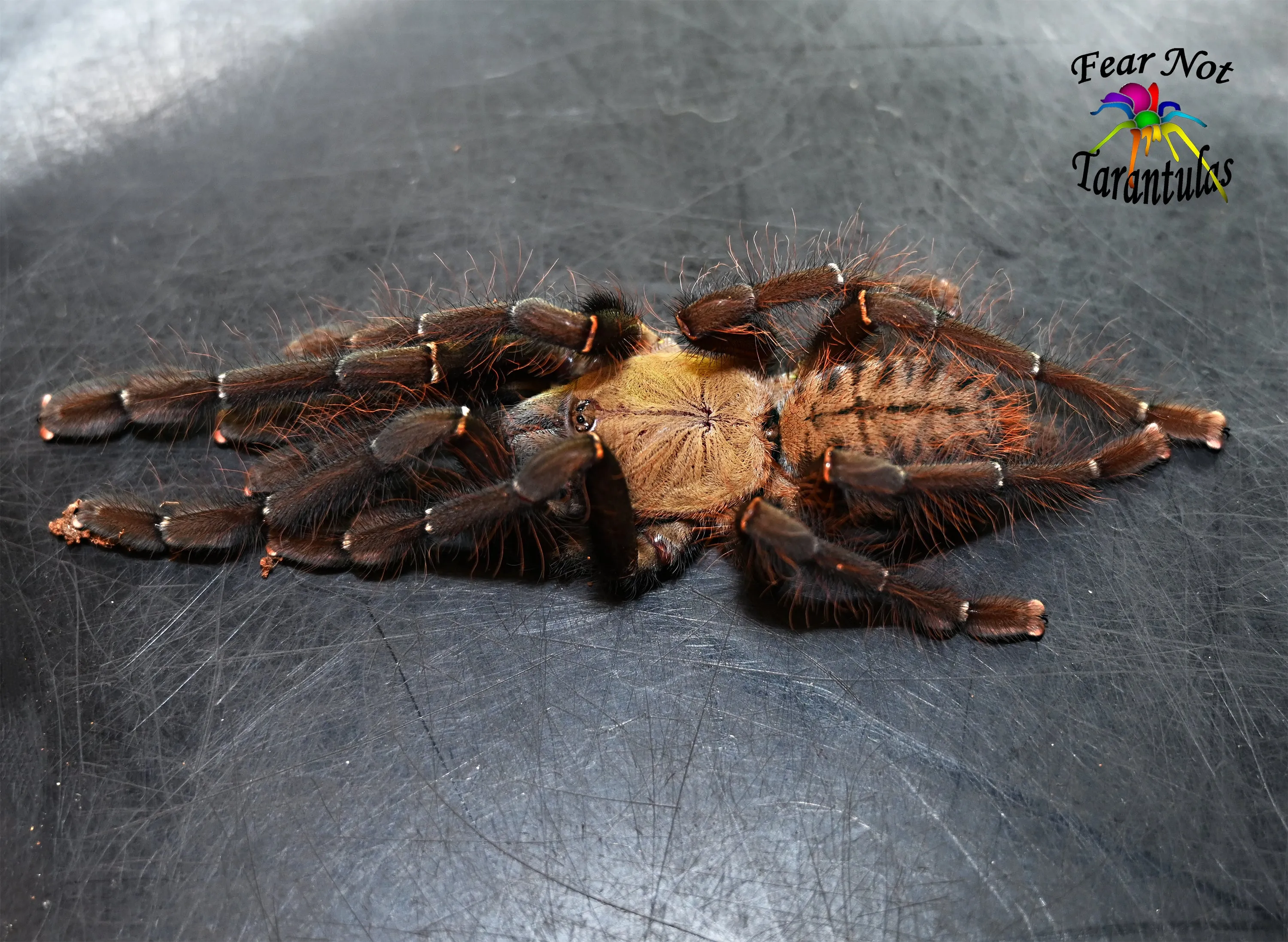 15501 minyak tarantula malaysia blood flow