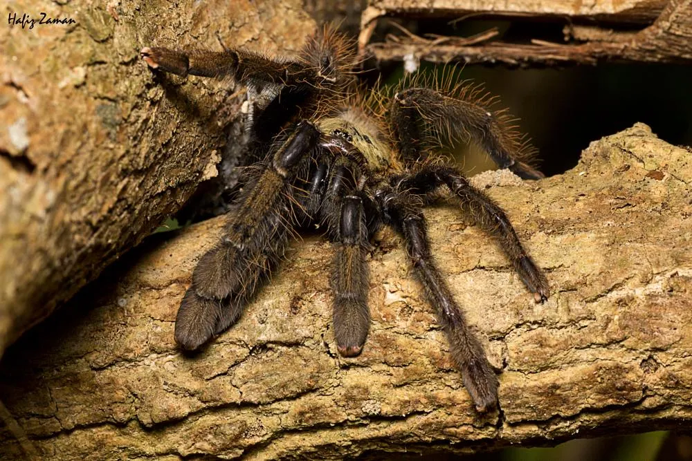 15501 minyak tarantula malaysia satisfaction