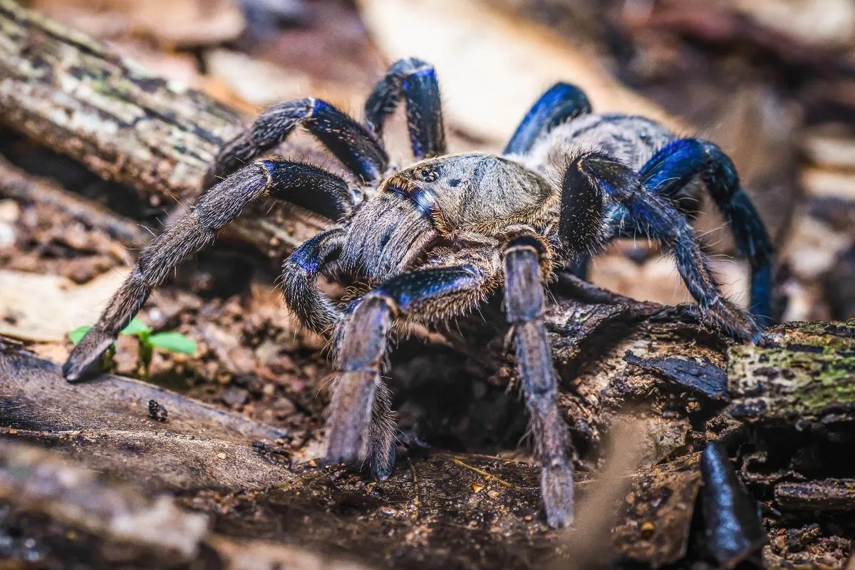 15502 mexico blue tarantula enclosure