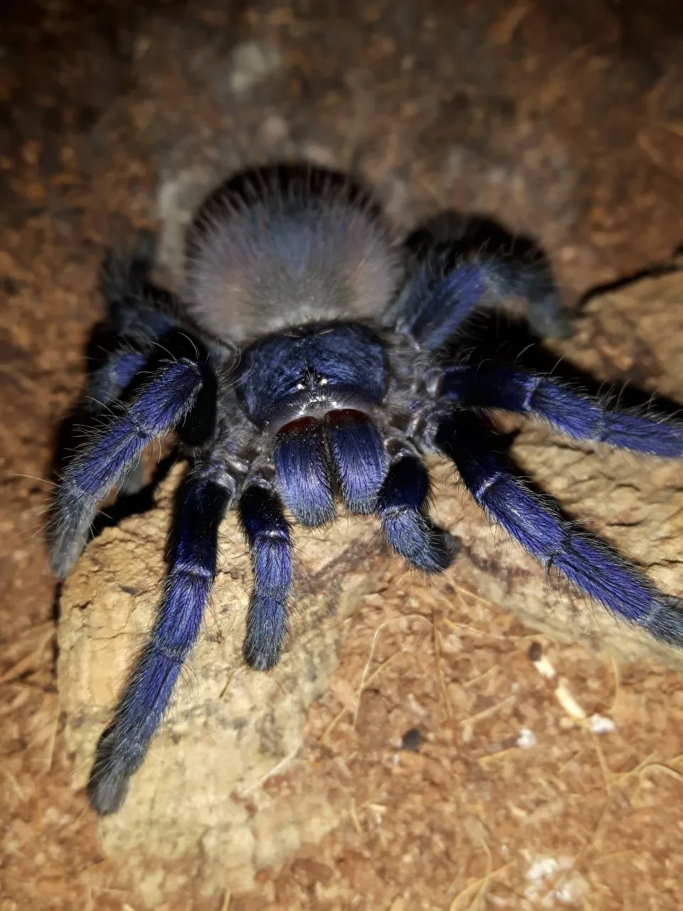 15502 mexico blue tarantula in habitat