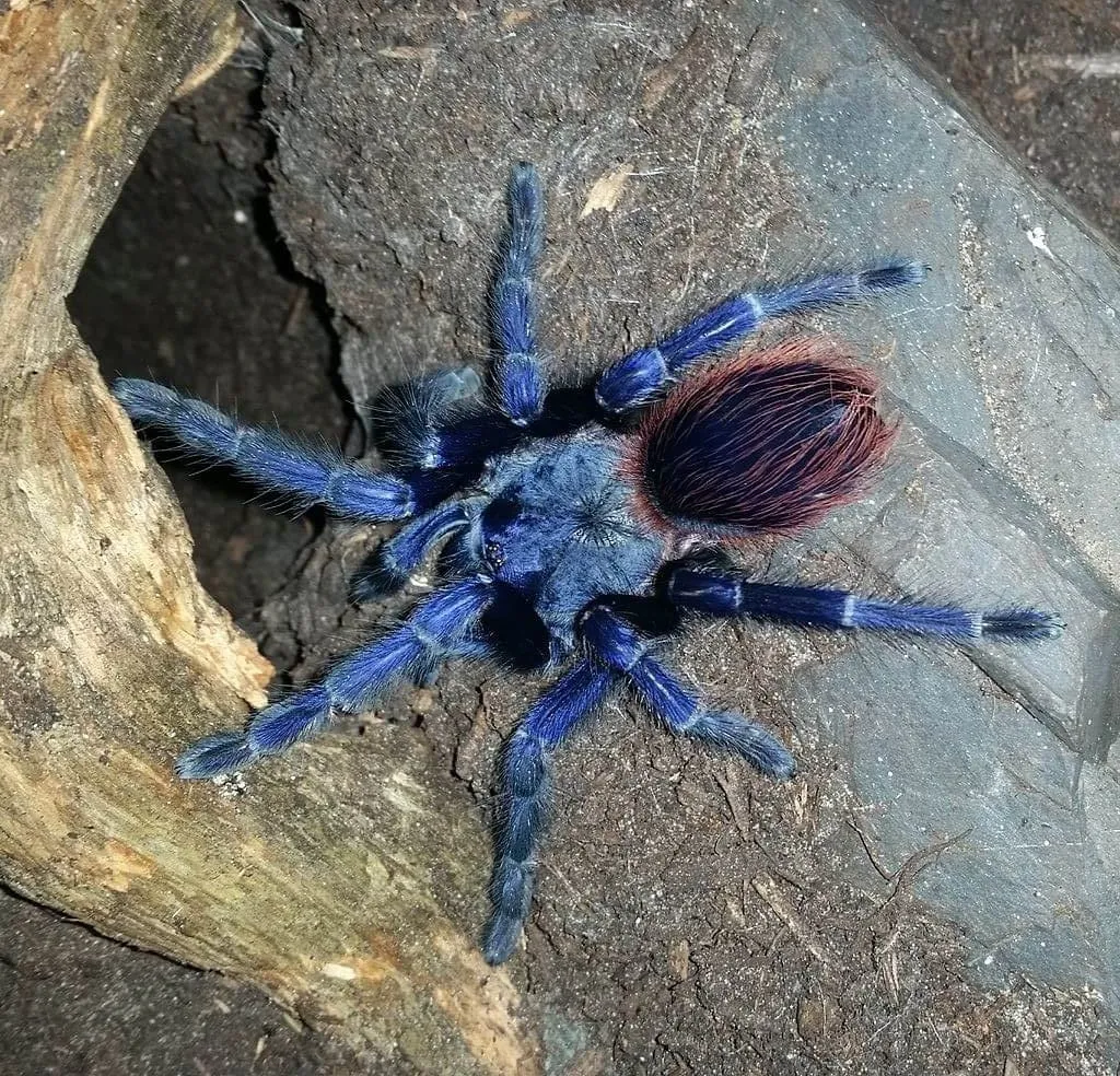 15502 mexico blue tarantula molting